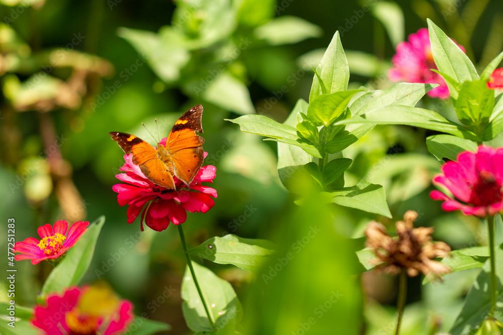 A brown butterfly looking for honey and perched on a red zinnia flower on a blurred green foliage background, nature concept A brown butterfly looking for honey and perched on a red zinnia flower on a blurred green foliage background, nature concept