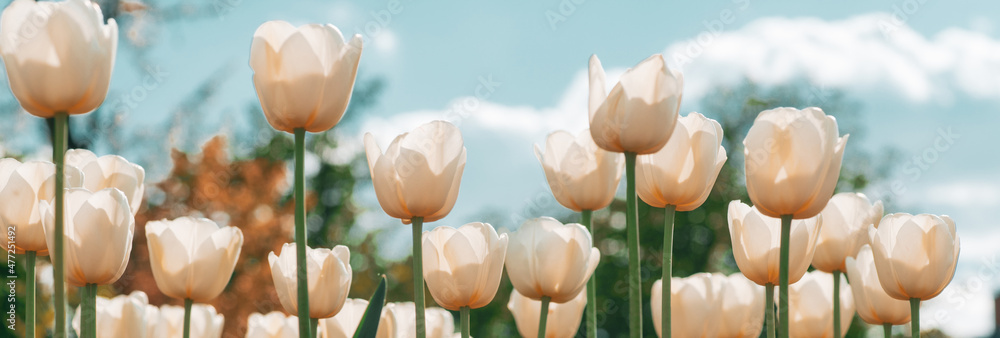 Spring banner, blossom background. Amazing white tulip flowers blooming in a tulip field. Tulips field. White flower tulips flowering in tulips field. - obrazy, fototapety, plakaty 
