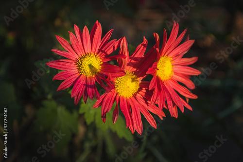 Fresh red chrysanthemum flowers close-up in the garden. Red chrysanthemum flowers. close-up of bright red chrysanthemum flowers with raindrops. Selective focus. Red flowers. © Vit-Vit