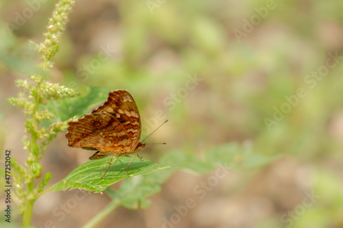 A brown butterfly resting on a flowering spinach plant, blurred green foliage background © pariketan