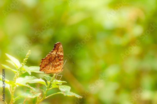 A brown butterfly resting on a flowering spinach plant, blurred green foliage background