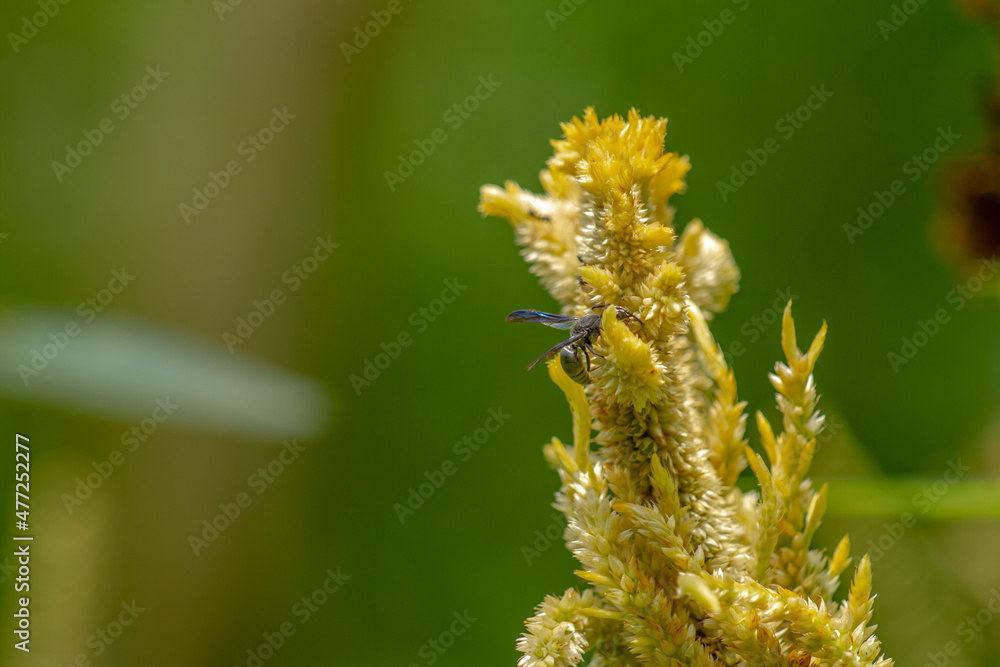 A black herring wasp looking for food among pale yellow celosia flowers, nature concept A black herring wasp looking for food among pale yellow celosia flowers, nature concept