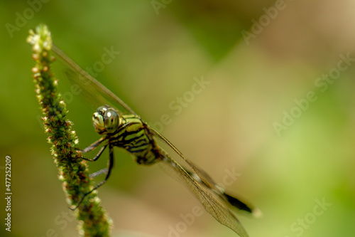 A dragonfly whose body is striped with a combination of green, yellow, and black perches on a spinach flower, a blurry background of green leaves