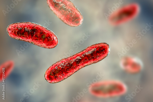 Bacteria Coxiella burnetii, 3D illustration photo