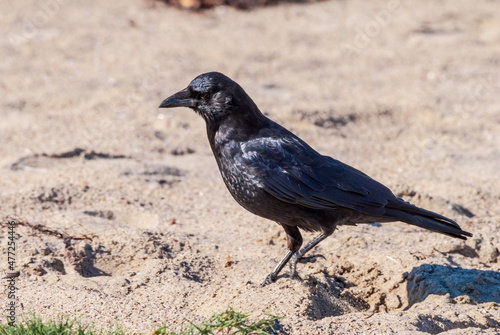 American Crow (Corvus brachyrhynchus) in Malibu Lagoon, California, USA