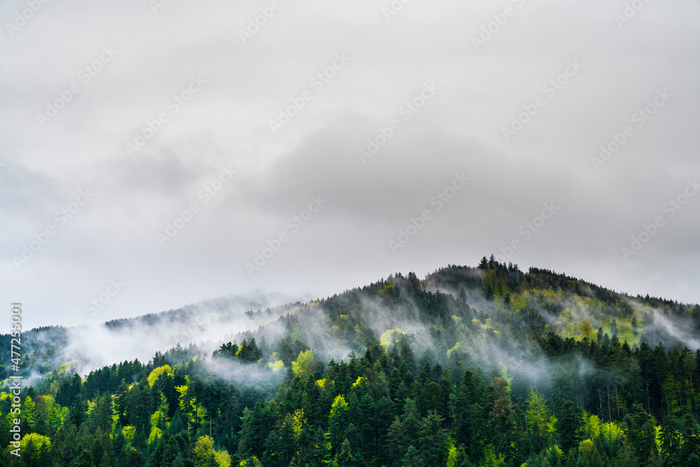 Germany, black forest green trees and conifers with foggy atmosphere in springtime, a perfect nature landscape for tourism and hiking