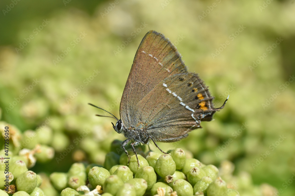 Obraz premium Satyrium spini, Blue Spot Hairstreak butterfly - Lycaenidae family, Background with butterfly on wildflowers