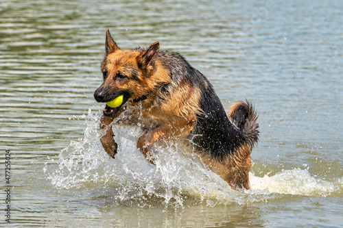 Young happy German Shepherd, jumps into the water with big splash. The dog splashes and happily jumps into the lake. Yellow tennis ball in its mouth