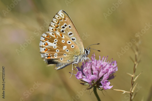 Chalkhill Blue butterfly on wildflower. Small blue butterfly, Polyommatus coridon or Lysandra coridon 