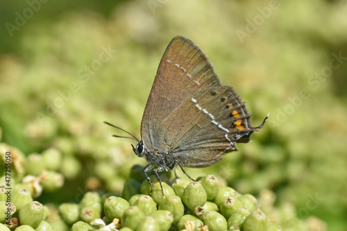 Satyrium spini, Blue Spot Hairstreak butterfly - Lycaenidae family, Background with butterfly on wildflowers © Ivan