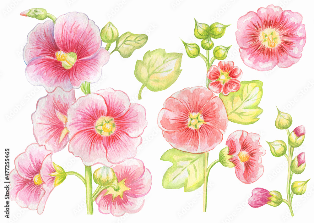 Hand painted watercolor mallow set.