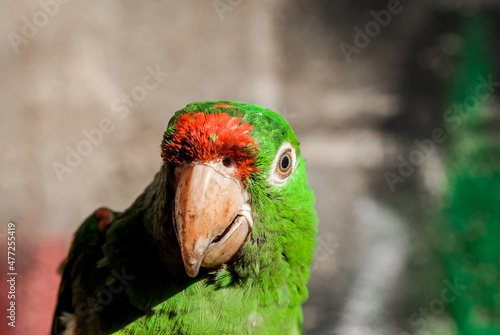 Finsch's Parakeet (Psittacara finschi) in aviary, Nicaragua photo
