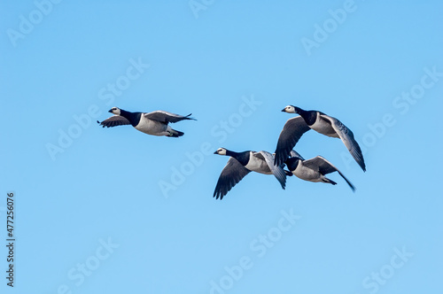 Barnacle Geese (Branta leucopsis) in Barents Sea coastal area, Russia