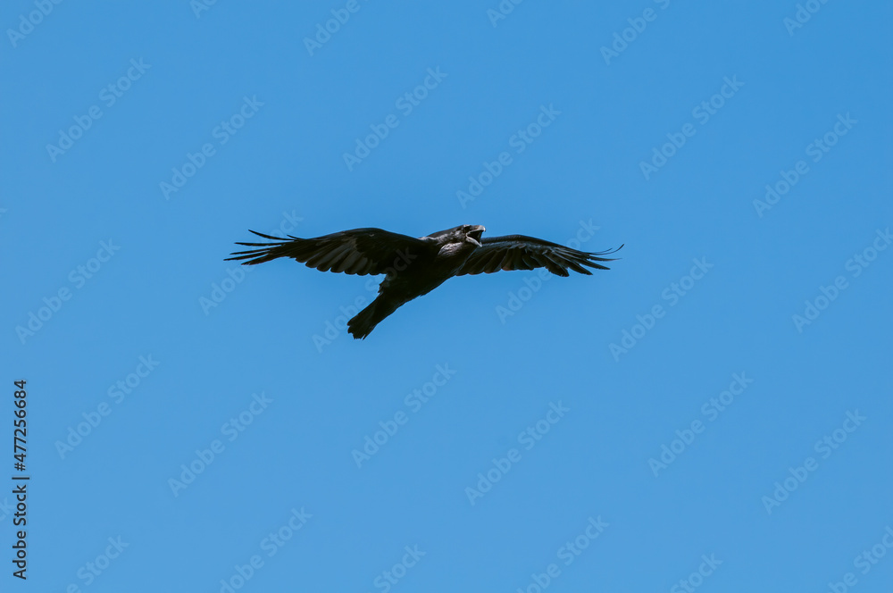 Fototapeta premium Raven (Corvus corax) at Chowiet Island, Semidi Islands, Alaska, USA