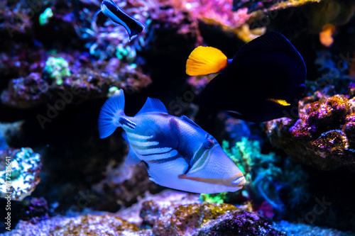 Lagoon triggerfish also known as the Blackbar triggerfish, Picasso triggerfish and Picassofish among the underwater coral reefit's popular to used as a pet in an aquarium. selective focus. photo