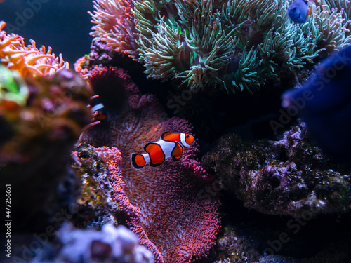 Fotografering Clownfish or anemonefish  is marine fish live in the coral reef under the sea