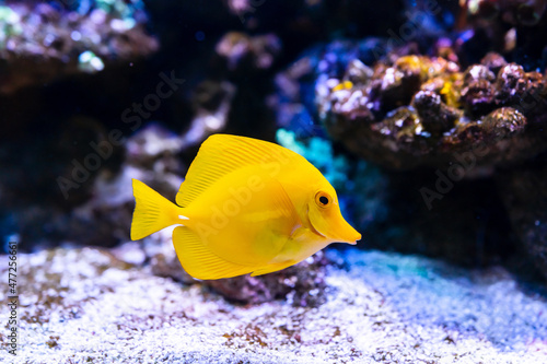 Yellow tang (Zebrasoma flavescens) it's popular to used as a pet in an aquarium.selective focus