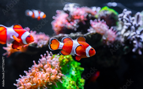 Leinwand Poster Clownfish or anemonefish  is marine fish live in the coral reef under the sea