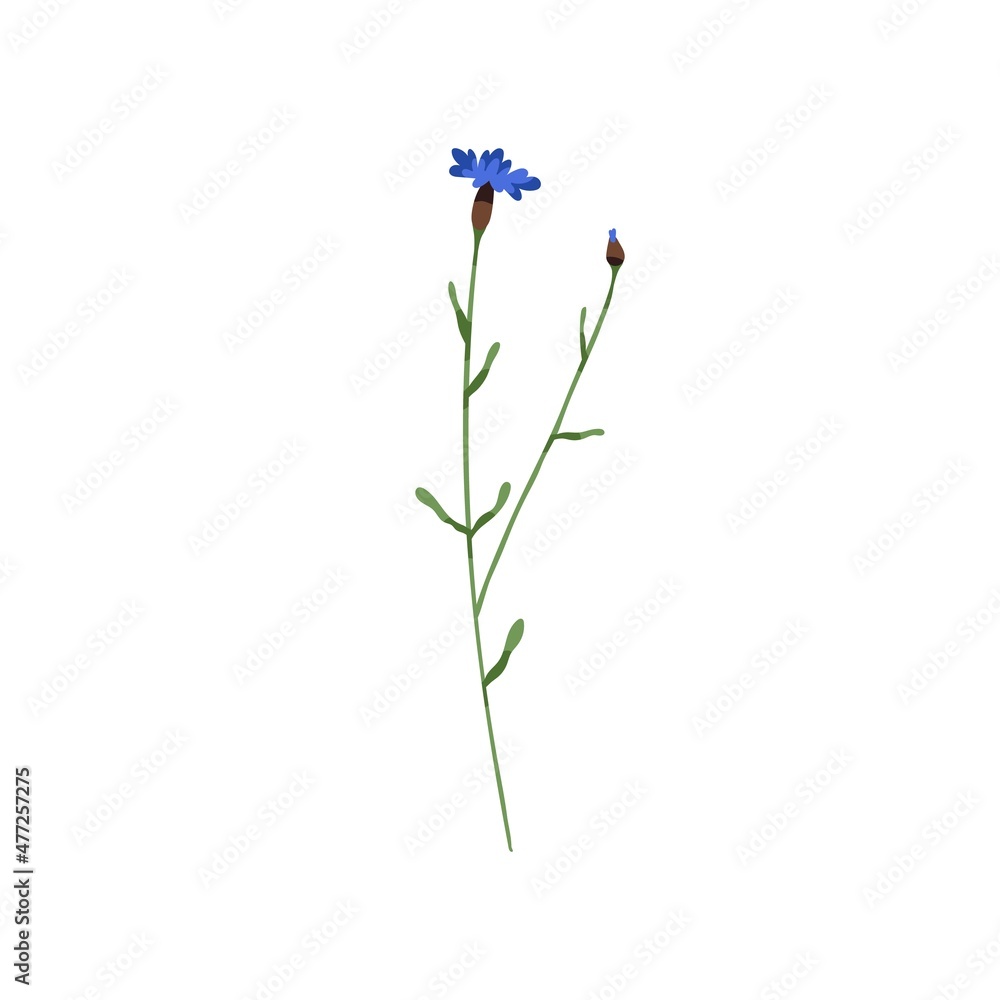 Blooming cornflower. Knapweed flower. Bluebottle on stem. Botanical drawing of field floral plant. Centaurea pullata inflorescence. Flat vector illustration of wildflower isolated on white background