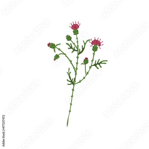 Milk thistle flower. Wild blooming plant. Botanical drawing of Celtic floral herb with thorns. Meadow medicinal wildflower. Flat vector illustration isolated on white background