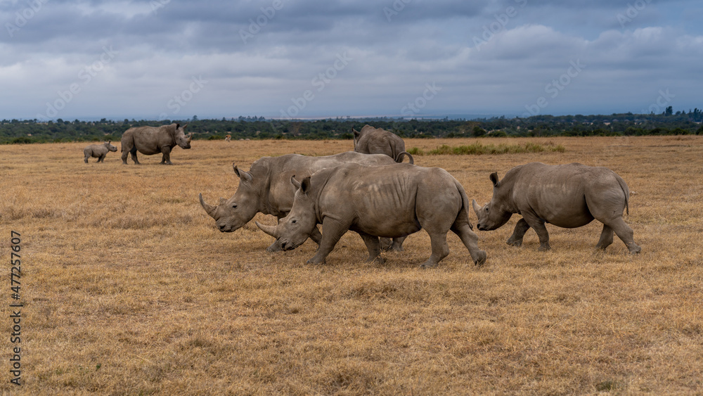 White Rhinoceros Ceratotherium simum Square-lipped Rhinoceros at Khama Rhino Sanctuary Kenya Africa. White Rhinoceros Ceratotherium simum Square-lipped Rhinoceros at Khama Rhino Sanctuary Kenya Africa.