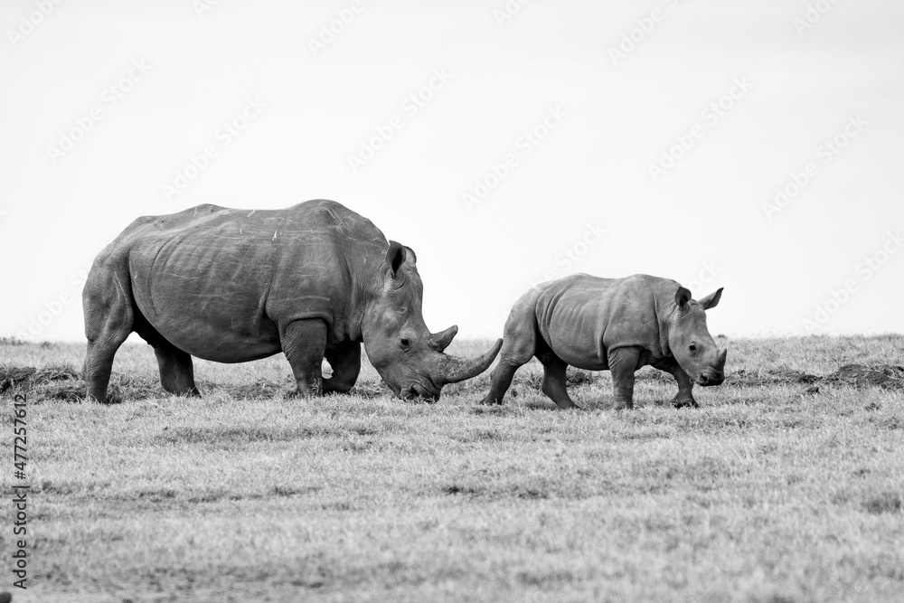 Obraz premium White Rhinoceros Ceratotherium simum Square-lipped Rhinoceros at Khama Rhino Sanctuary Kenya Africa.