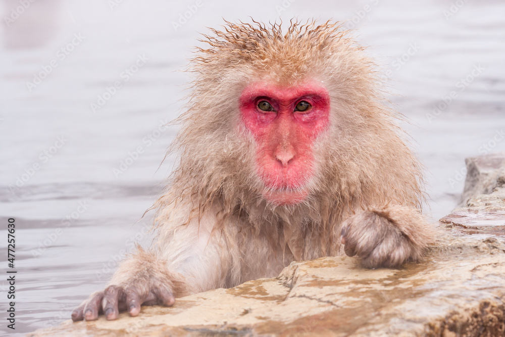 Portrait of cute snow monkey, Jigokudani Yaen-Koen, Japan. Portrait of cute snow monkey, Jigokudani Yaen-Koen, Japan.