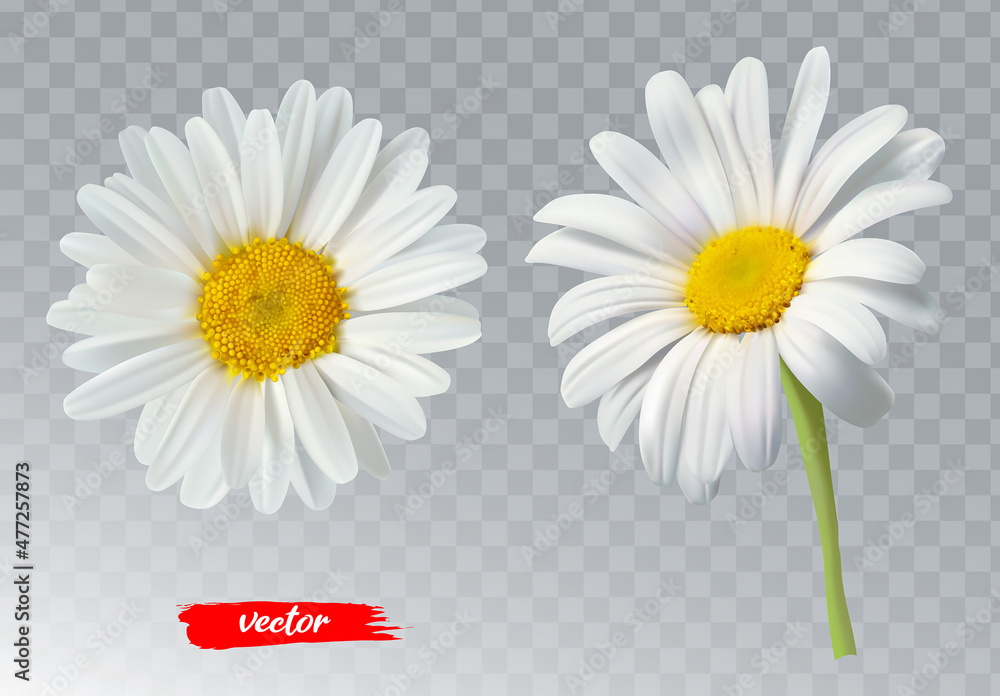 Two chamomile flowers on transparent background. Realistic illustration of daisy flowers. - obrazy, fototapety, plakaty 