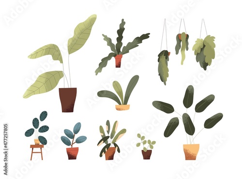 Potted house plants set. Modern green leaf foliage houseplants grow in clay planters and flowerpots. Home and office interior decor with leaves. Flat vector illustrations isolated on white background