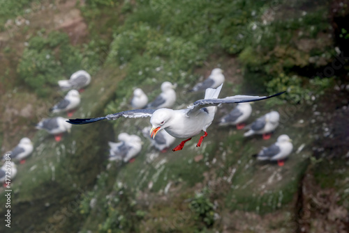 Red-legged Kittiwakes (Rissa brevirostris) at colony in St. George Island, Pribilof Islands, Alaska, USA photo