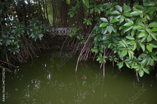 Mangrove plant on the edge of the swamp