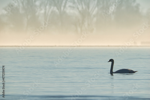 Swan in the opposite on misty lake