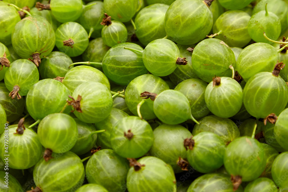 Gooseberry green berries food background. Ripe summer berries Gooseberry green berries food background. Ripe summer berries