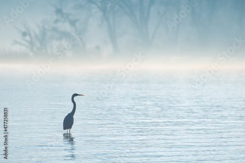 Silhouette of a great egret in the water