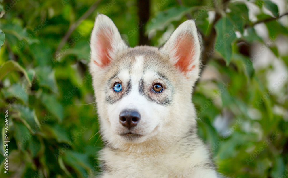 Husky dog walks in the park. Walk down the street with a big dog without a muzzle. Pedigree dog for the protection and protection. Eyes of different colors.