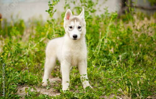 Husky dog walks in the park. Walk down the street with a big dog without a muzzle. Pedigree dog for the protection and protection. Eyes of different colors. © Vera