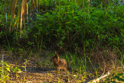 A gray-brown oriental cotton rabbit (Sylvilagus floridanus) near a swamp in Pelican Park, Florida