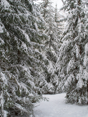 a spruce branch under white snow, forest