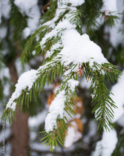 a branch of a fir tree under the snow