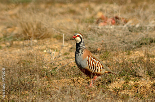 Perdiz en el campo