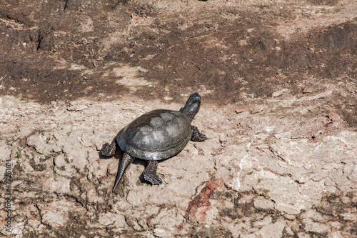 European Pond Turtle  Emys orbicularis  in park  Moscow  Russia