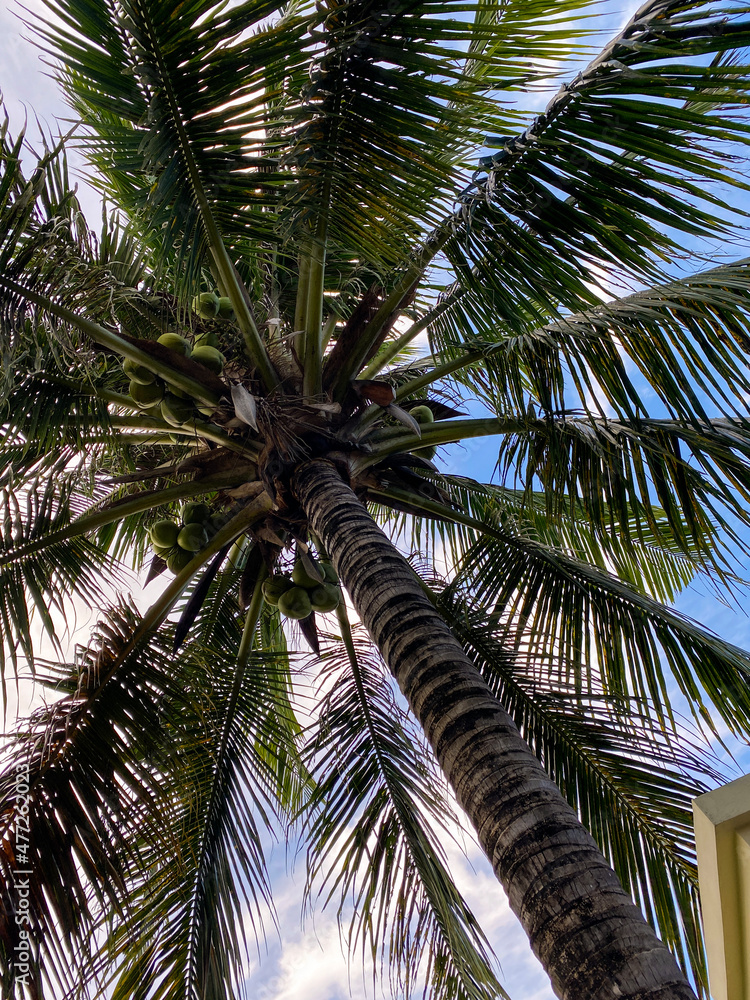 Obraz premium view from below of coconut tree. Natural concept. Background of coconut tree leavesView from below of coconut tree. Natural concept. Background of coconut tree leaves