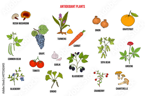 Set of different antioxidant plants