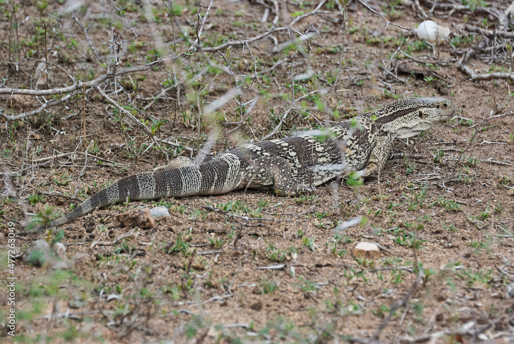 Naklejka premium Monitor lizard, a large lizards in the genus Varanus, Africa