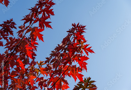 Red leaves of Acer freemanii Autumn Blaze on blue sky background. Close-up of fall colors maple tree leaves in resort area of Goryachiy Klyuch.