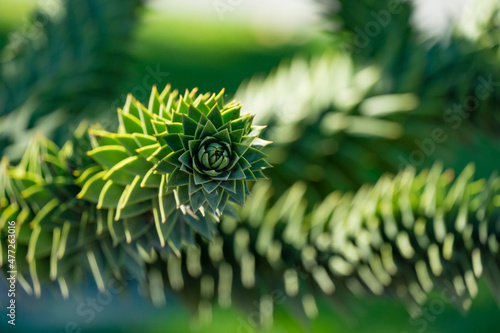 Close-up of spiky green branch of Araucaria araucana, monkey puzzle tree, monkey tail tree, or Chilean pine in landscape city park Krasnodar or Galitsky Park in sunny autumn 2021 photo