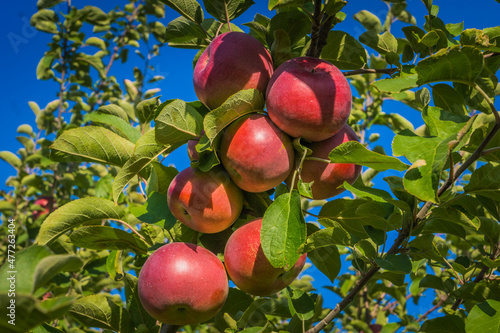 Red apples on an apple tree in an orchard of the Monteregie region of Quebec, Canada photo