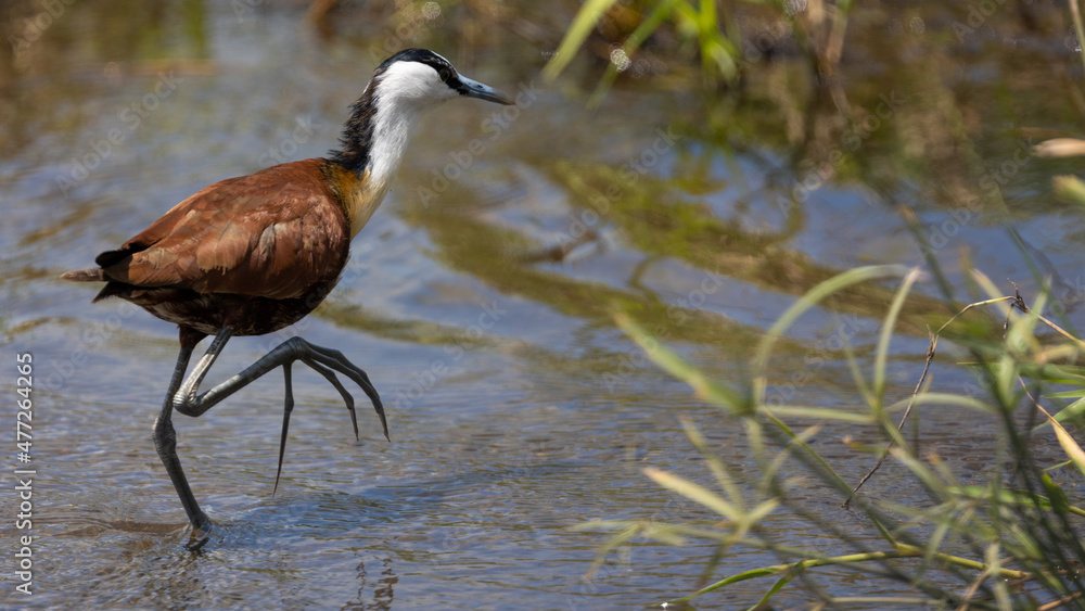 African Jacana in the water stream close up African Jacana in the water stream close up
