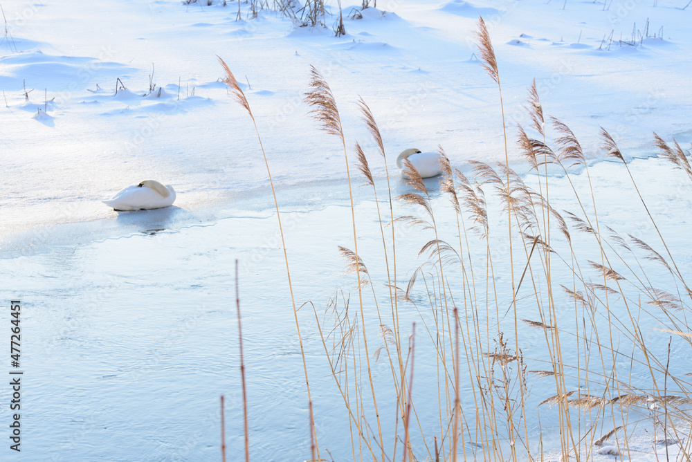 Obraz premium a beautiful unfrozen river bend with two swans and reeds in the foreground in winter