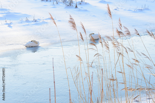 Wallpaper Mural a beautiful unfrozen river bend with two swans and reeds in the foreground in winter Torontodigital.ca